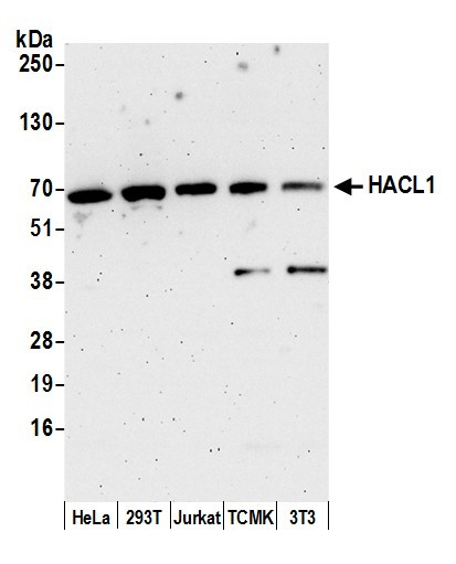 HACL1 Antibody in Western Blot (WB)