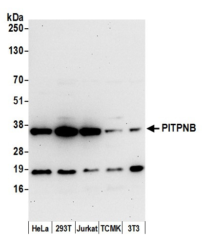 PITPNB Antibody in Western Blot (WB)