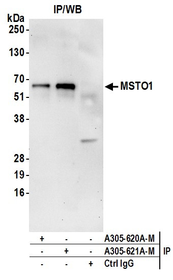 MSTO1 Antibody in Immunoprecipitation (IP)