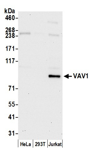 VAV1 Antibody in Western Blot (WB)