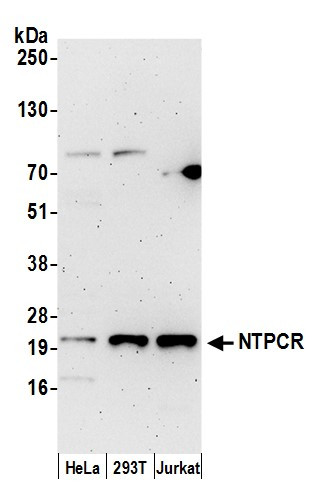 NTPCR Antibody in Western Blot (WB)