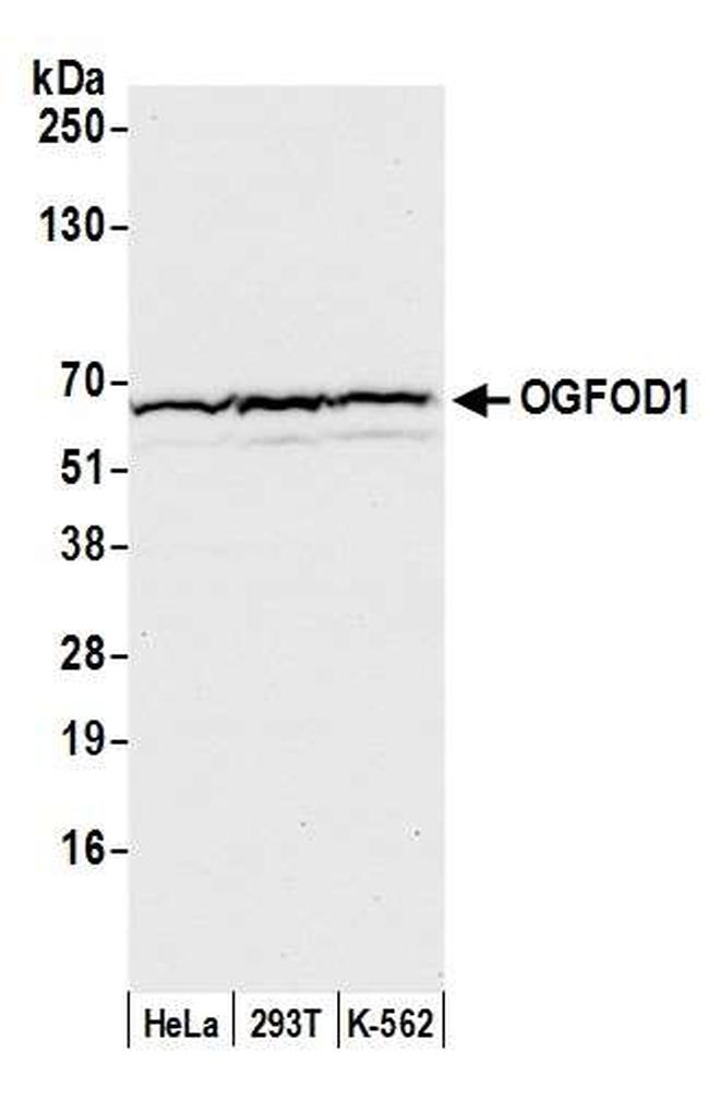 OGFOD1 Antibody in Western Blot (WB)