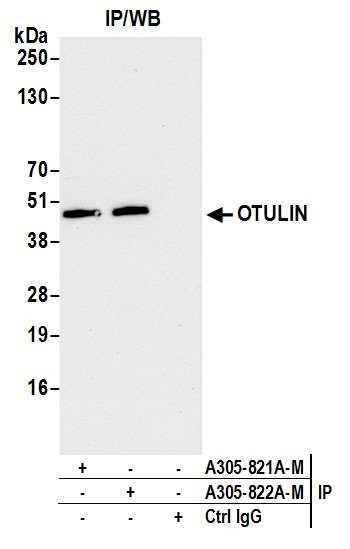 OTULIN Antibody in Immunoprecipitation (IP)