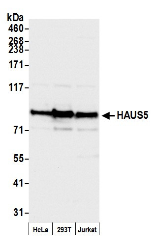 HAUS5 Antibody in Western Blot (WB)