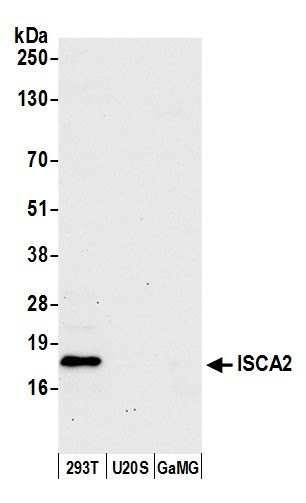 ISCA2 Antibody in Western Blot (WB)