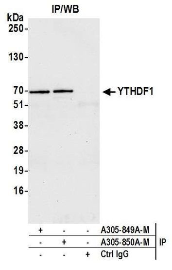 YTHDF1 Antibody in Immunoprecipitation (IP)