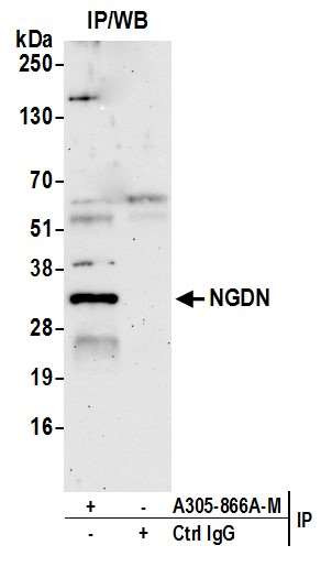 NGDN Antibody in Immunoprecipitation (IP)