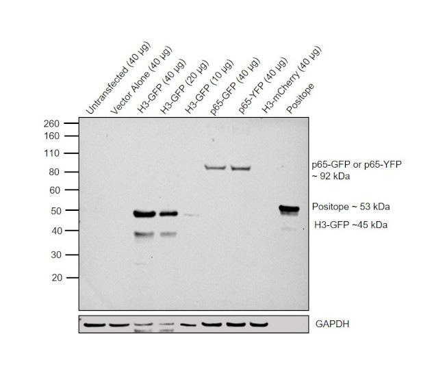 GFP Antibody