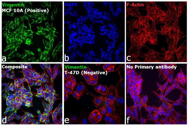 Goat anti-Mouse IgG (H+L) Highly Cross-Adsorbed Secondary Antibody, Alexa  Fluor™ Plus 488