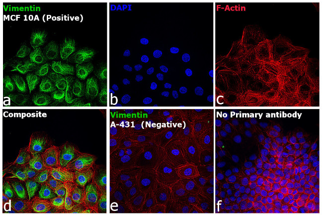 Rabbit IgG (H+L) Highly Cross-Adsorbed Secondary Antibody in Immunocytochemistry (ICC/IF)