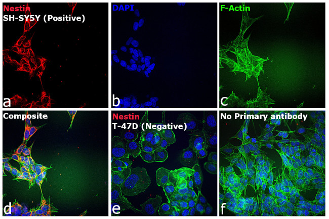 Donkey anti Mouse IgG H L Highly Cross Adsorbed Secondary Antibody Alexa Fluor Plus 594