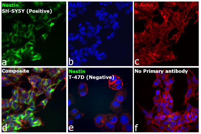 Donkey anti-Mouse IgG (H+L) Highly Cross-Adsorbed, Alexa Fluor 