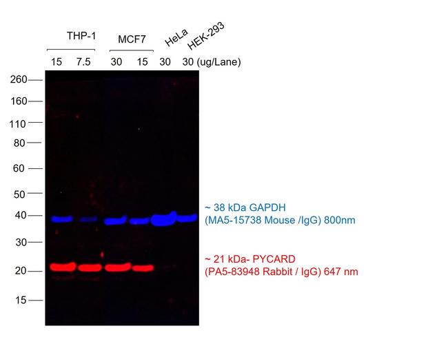 Donkey anti-Rabbit IgG (H+L) Highly Cross-Adsorbed Secondary Antibody,  Alexa Fluor™ Plus 647