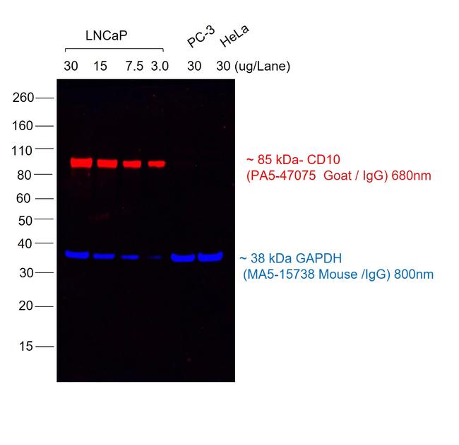 Donkey anti-Goat IgG (H+L) Highly Cross-Adsorbed, Alexa Fluor 