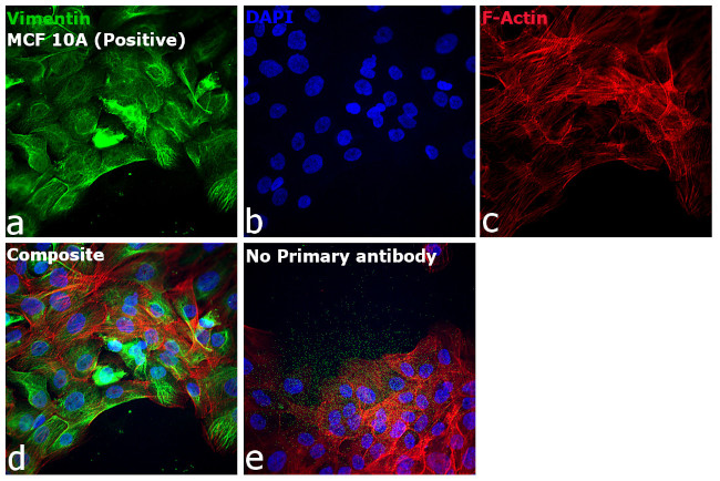 Goat anti-Chicken IgY (H+L) Cross-Adsorbed, Alexa Fluor™ Plus 488 