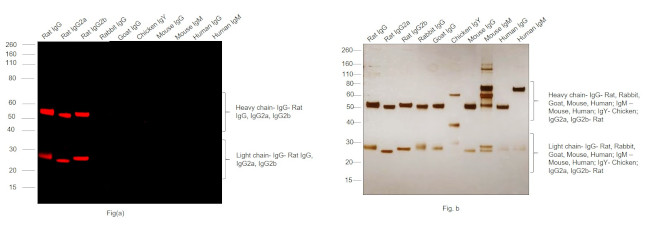 Rat IgG (H+L) Highly Cross-Adsorbed Secondary Antibody