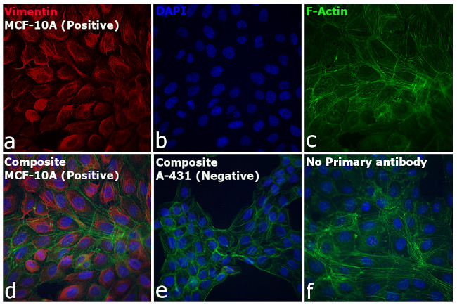 F(ab')2-Goat anti-Rabbit IgG (H+L) Cross-Adsorbed, Alexa Fluor 