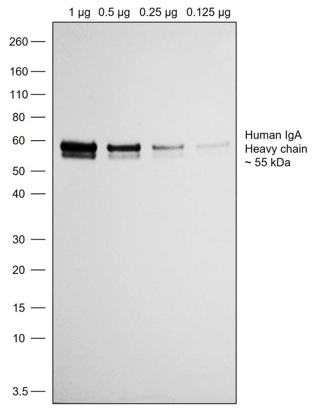 Human IgA (Heavy chain) Secondary Antibody in Western Blot (WB)