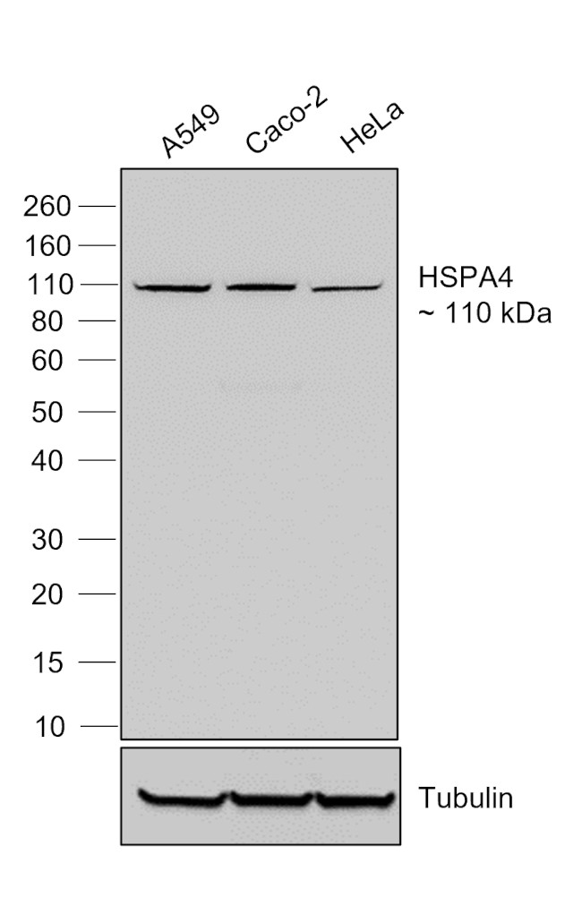 Human IgG (Light chain) Secondary Antibody in Western Blot (WB)