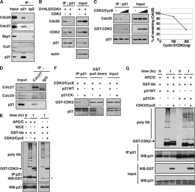 GST Tag Antibody in Western Blot (WB)