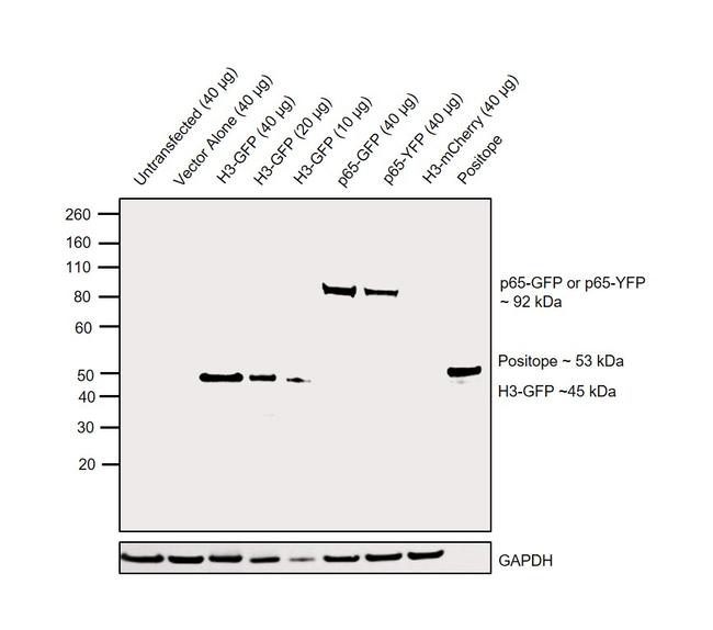 GFP Antibody (A-6455)