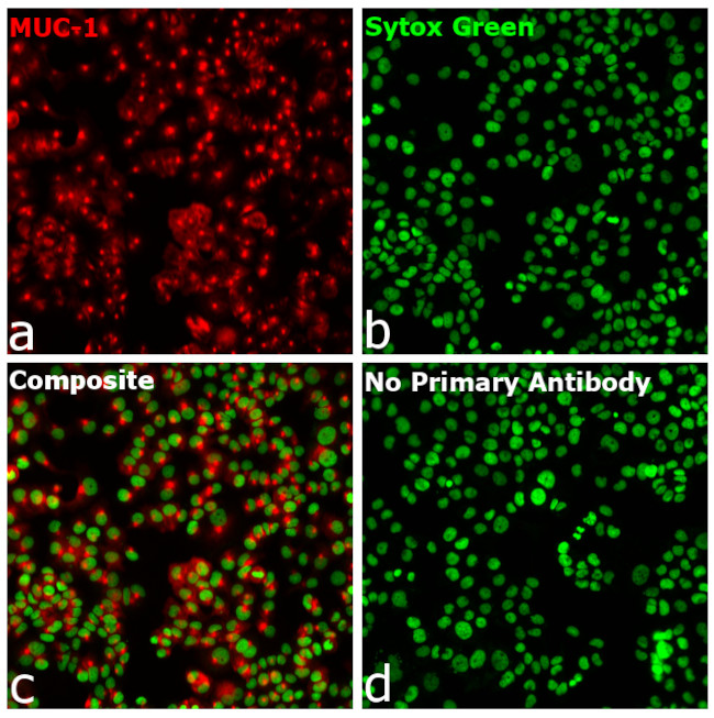 Human IgG Fab Secondary Antibody in Immunocytochemistry (ICC/IF)