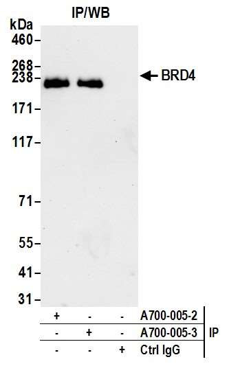 BRD4 Antibody in Immunoprecipitation (IP)