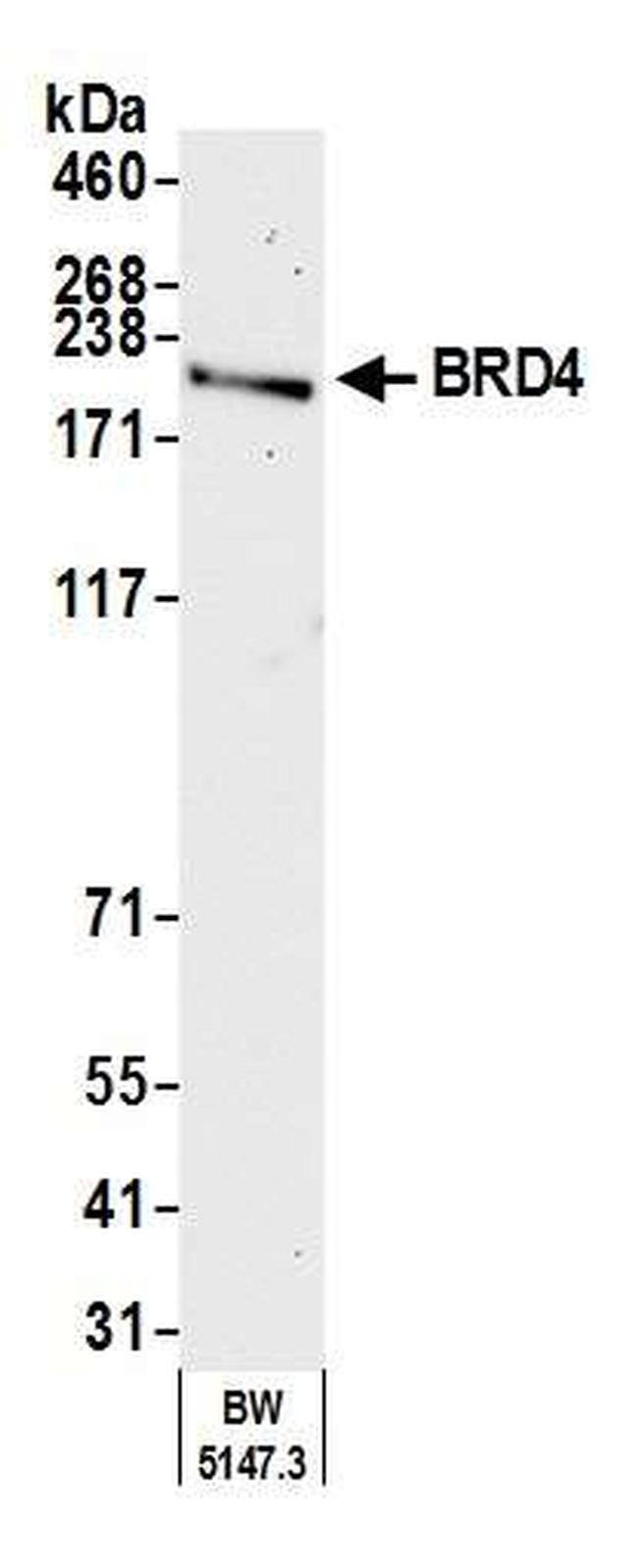 BRD4 Antibody in Western Blot (WB)