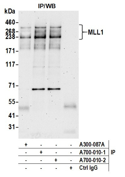 MLL1 Antibody in Immunoprecipitation (IP)