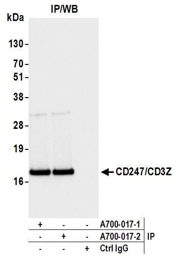 CD247/CD3Z Antibody in Immunoprecipitation (IP)