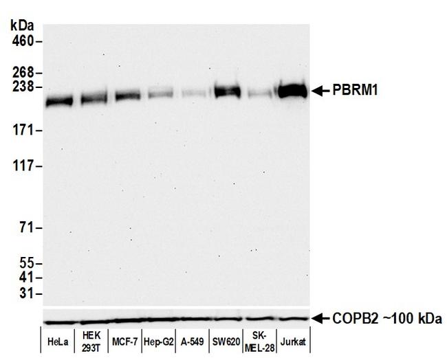 PBRM1 Antibody in Western Blot (WB)