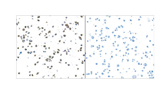 Granzyme B Antibody in Immunocytochemistry (ICC/IF)