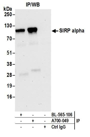 SIRP alpha Antibody in Immunoprecipitation (IP)