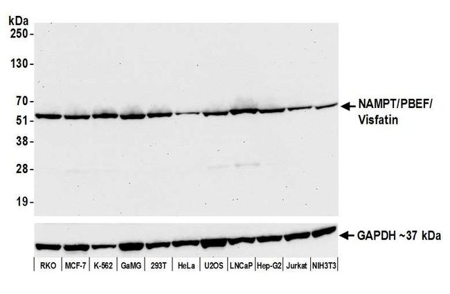NAMPT/PBEF/Visfatin Antibody in Western Blot (WB)