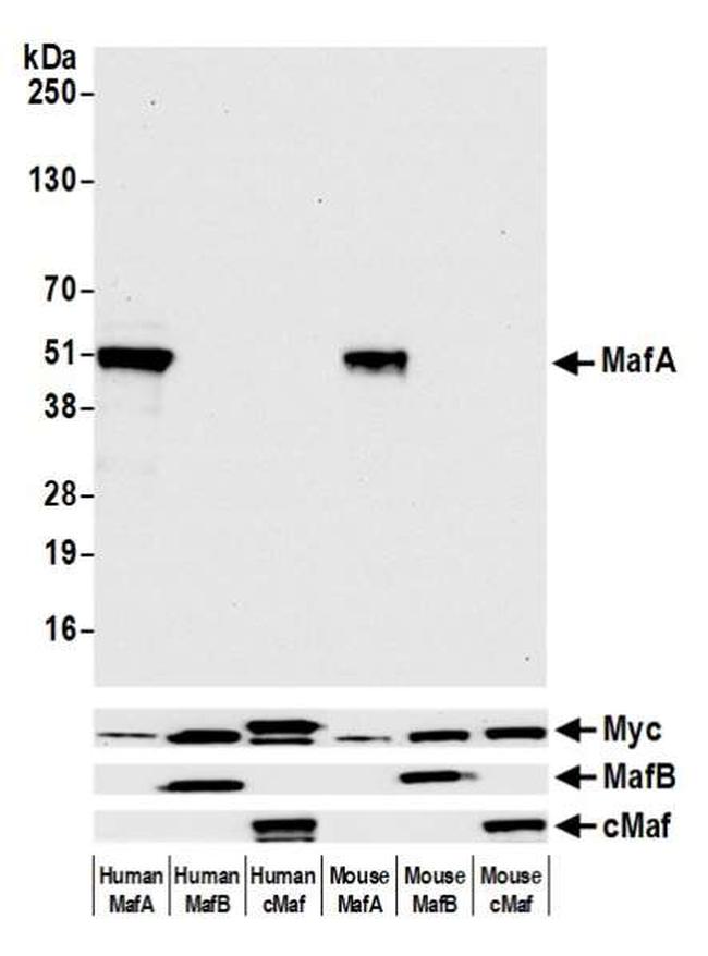 MafA Antibody in Western Blot (WB)