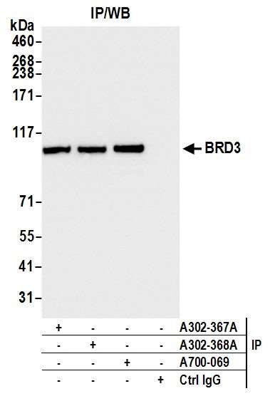 BRD3 Antibody in Immunoprecipitation (IP)