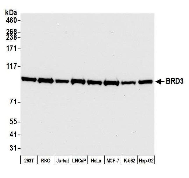 BRD3 Antibody in Western Blot (WB)