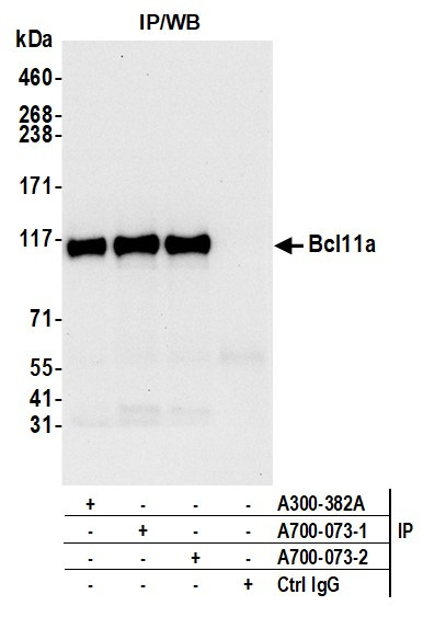 Bcl11a Antibody in Immunoprecipitation (IP)