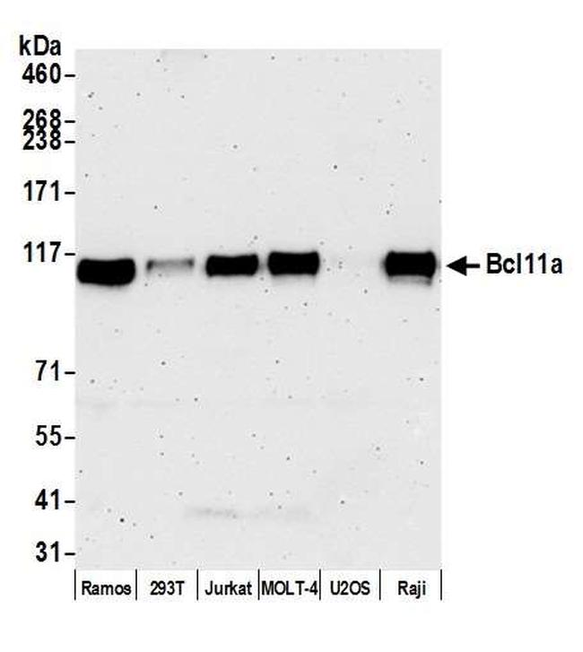 Bcl11a Antibody in Western Blot (WB)