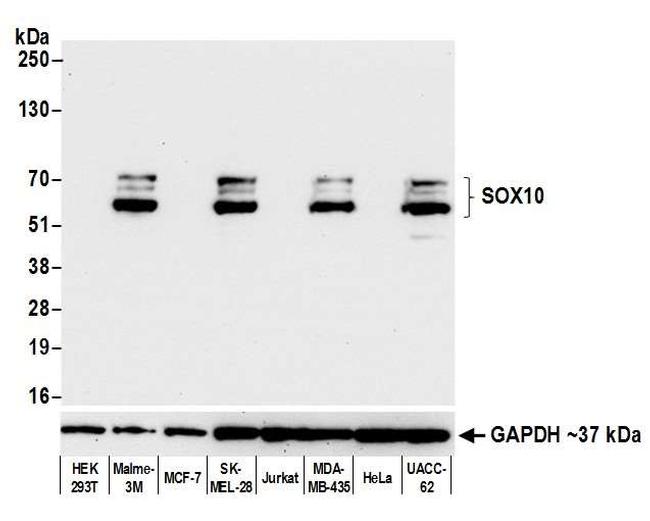 SOX10 Antibody in Western Blot (WB)
