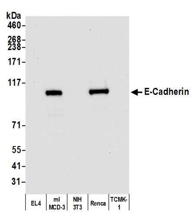 E-Cadherin Antibody in Western Blot (WB)