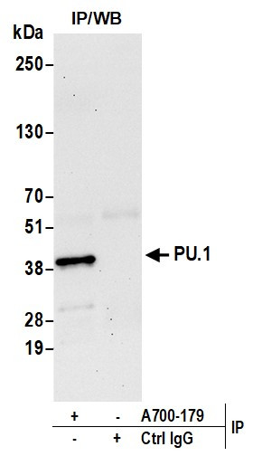 PU.1 Antibody in Immunoprecipitation (IP)
