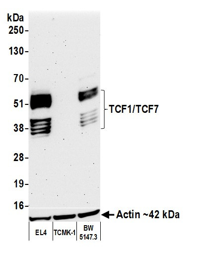 TCF1/TCF7 Antibody in Western Blot (WB)