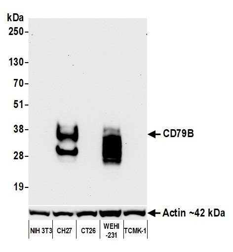 CD79B Antibody in Western Blot (WB)