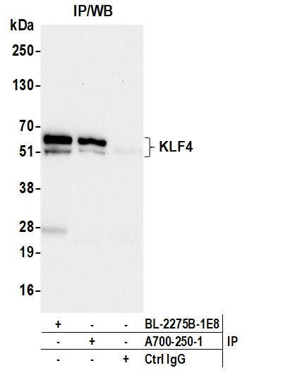 KLF4 Antibody in Immunoprecipitation (IP)