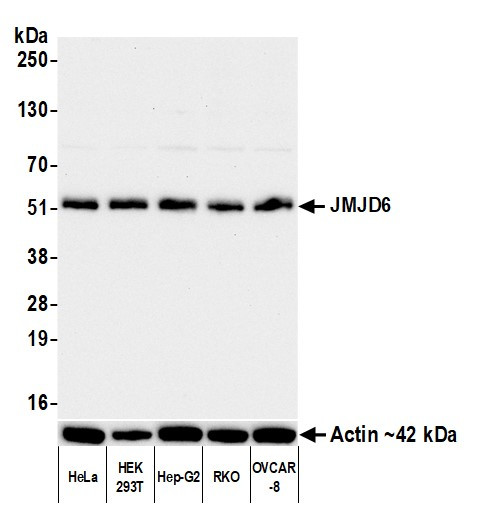 JMJD6 Antibody in Western Blot (WB)