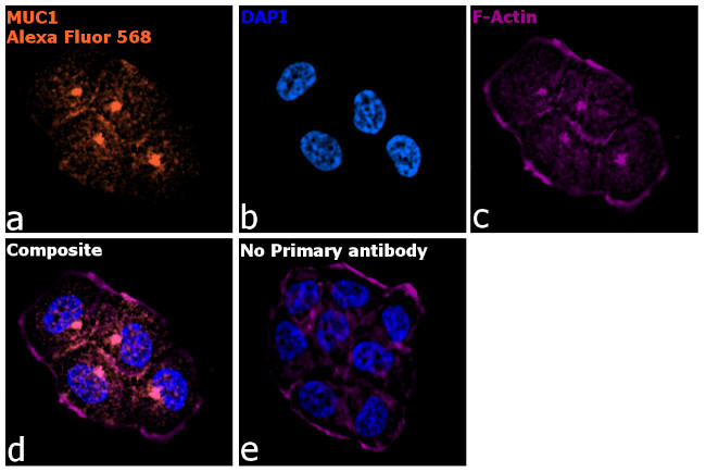 Goat anti-Armenian Hamster IgG (H+L) Highly Cross-Adsorbed Secondary  Antibody, Alexa Fluor™ 568