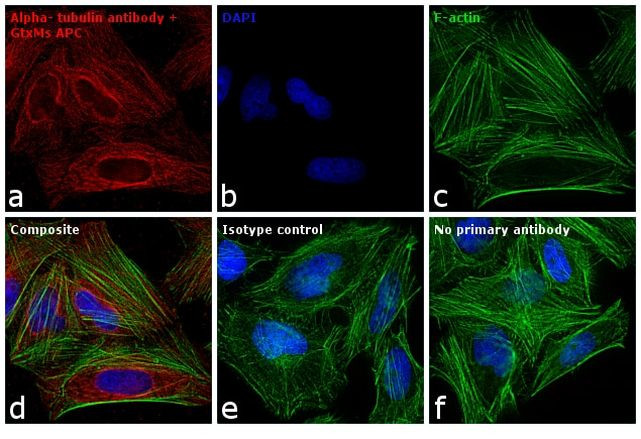 Mouse IgG (H+L) Cross-Adsorbed Secondary Antibody in Immunocytochemistry (ICC/IF)