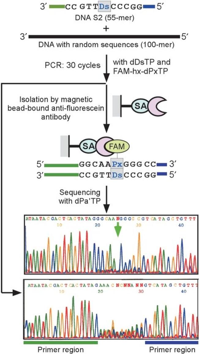 Fluorescein/Oregon Green Antibody in ChIP Assay (ChIP)