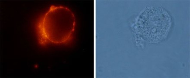 Angiotensin II Receptor Type-2 (extracellular) Antibody in Immunocytochemistry (ICC/IF)